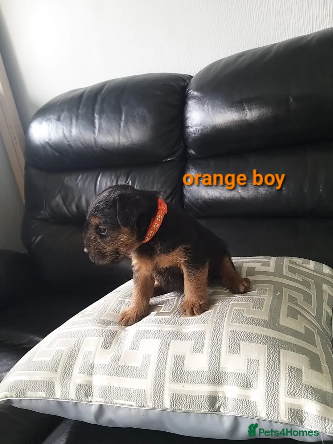 Lakeland Terrier dogs for sale: Gorgeous lakeland terrier puppies for sale  - Advert 11