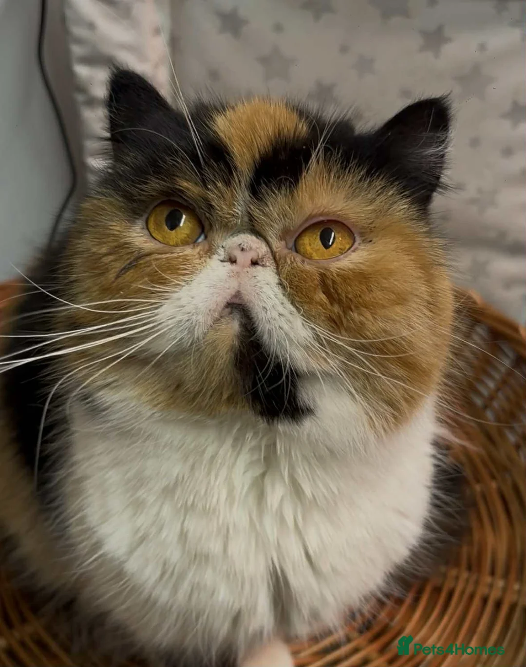 Exotic cats for sale: Exotic  female registered active no litters age 2 - Advert 1