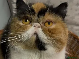 Exotic cats Exotic calico female cfa active 2 years no litters - Advert 6