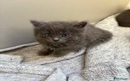 British Longhair cats for sale: (1 BOY LEFT) Grey British Longhair Kittens - Image 3