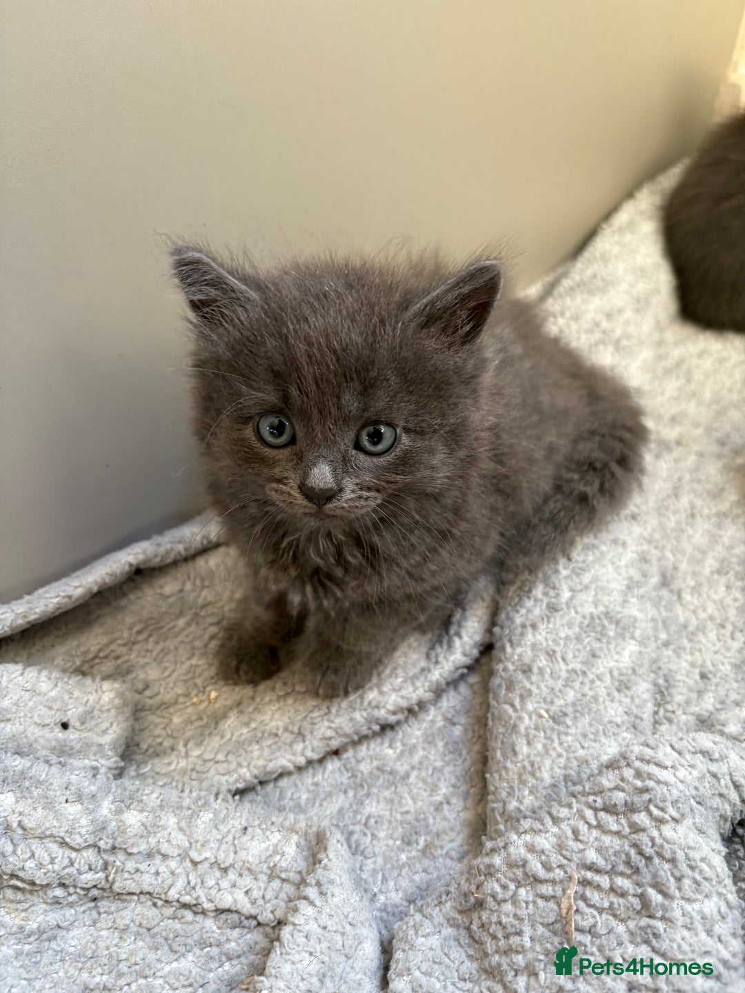British Longhair cats for sale: (1 BOY LEFT) Grey British Longhair Kittens - Image 3