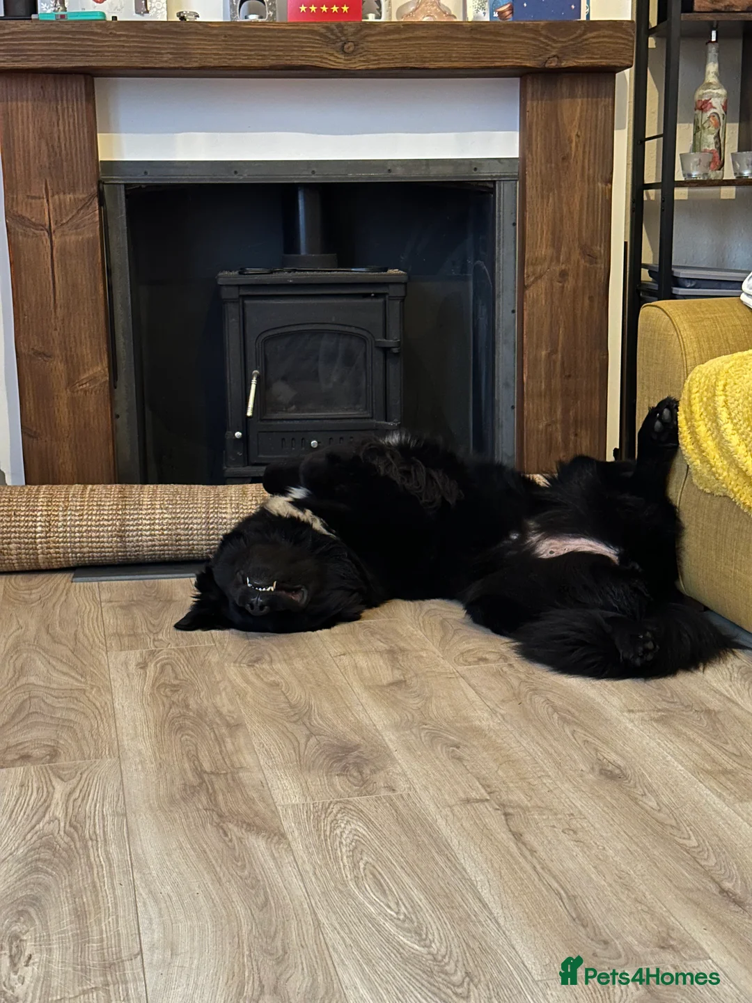 Newfoundland dogs for sale: Purebred Newfoundland Puppies due Feb 2026 - Advert 3