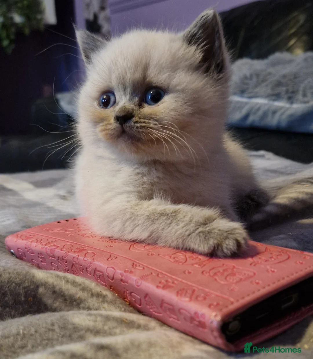 Persian cats for sale: Persian Kittens - Advert 9