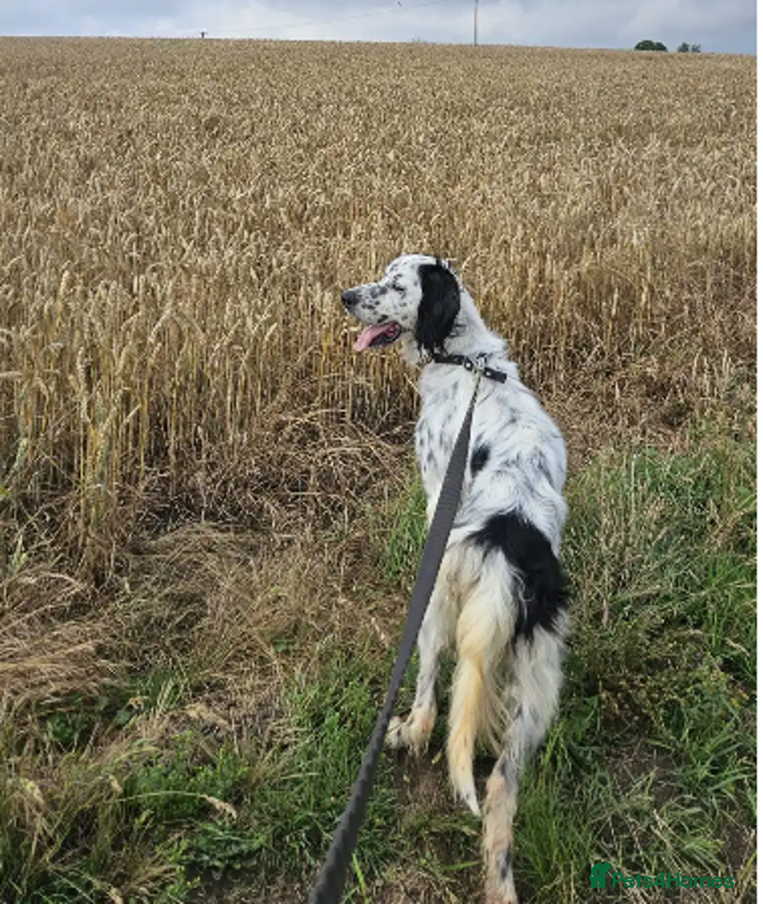 English Setter dogs for adoption: Mike  in Holywell - Image 17