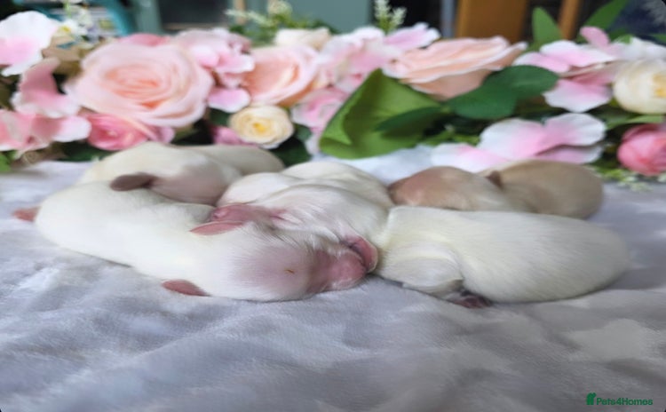 Miniature Dachshund dogs - Advert 2