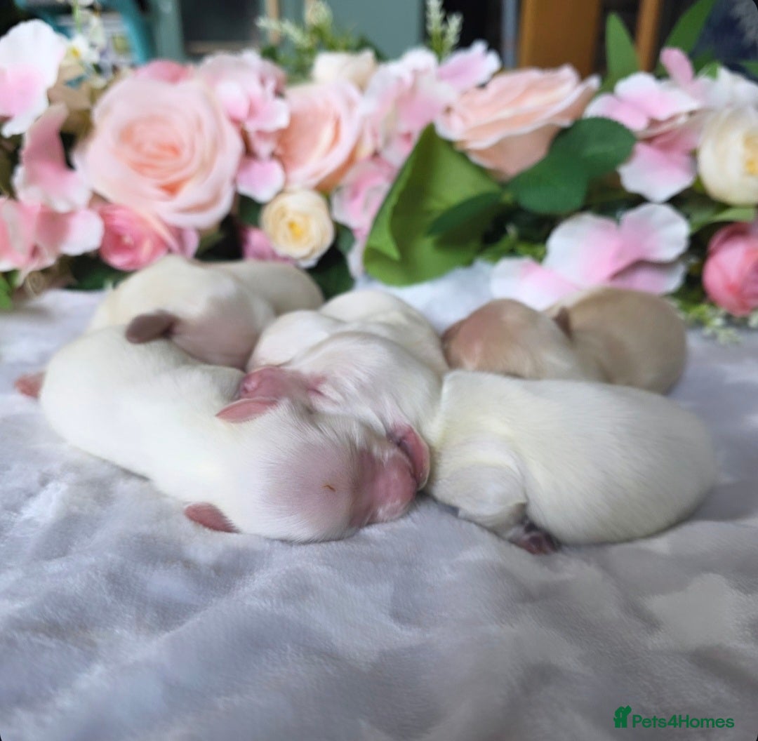 Miniature Dachshund dogs for sale: Stunning KC Reg Clear Cream Mini Dachshunds   - Image 6