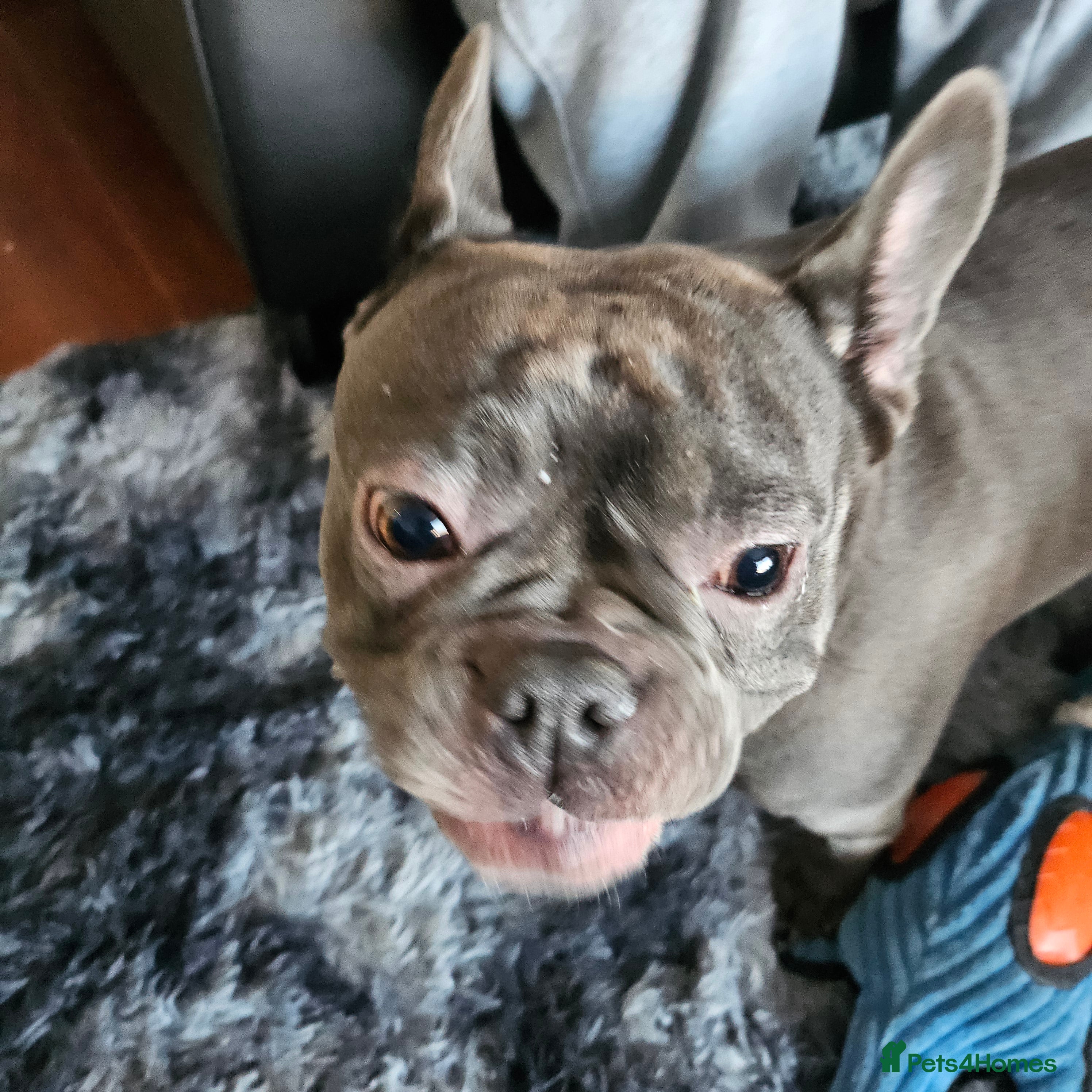 French Bulldog dogs 3 year old frenchie - Advert 10