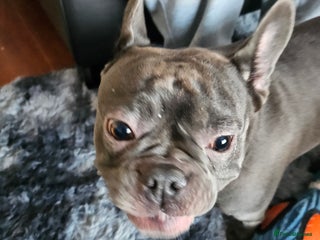French Bulldog dogs 3 year old frenchie - Advert 1