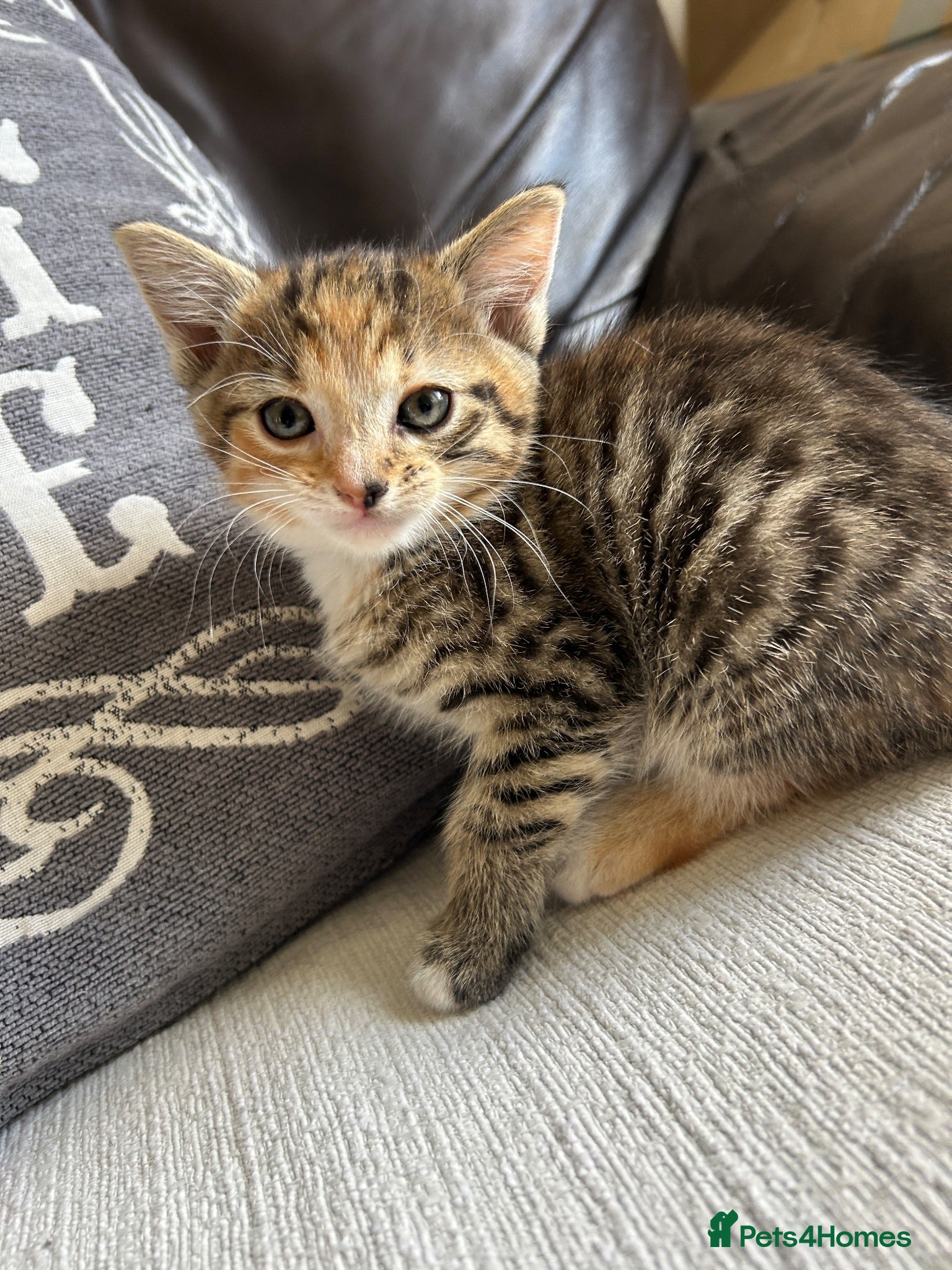 Mixed Breed cats Beautiful Kittens - Advert 14