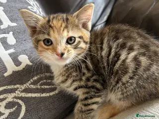 Mixed Breed cats Beautiful Kittens - Advert 1