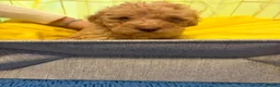 Toy Poodle dogs for sale: Beautiful toy poodle puppies  - Advert 15