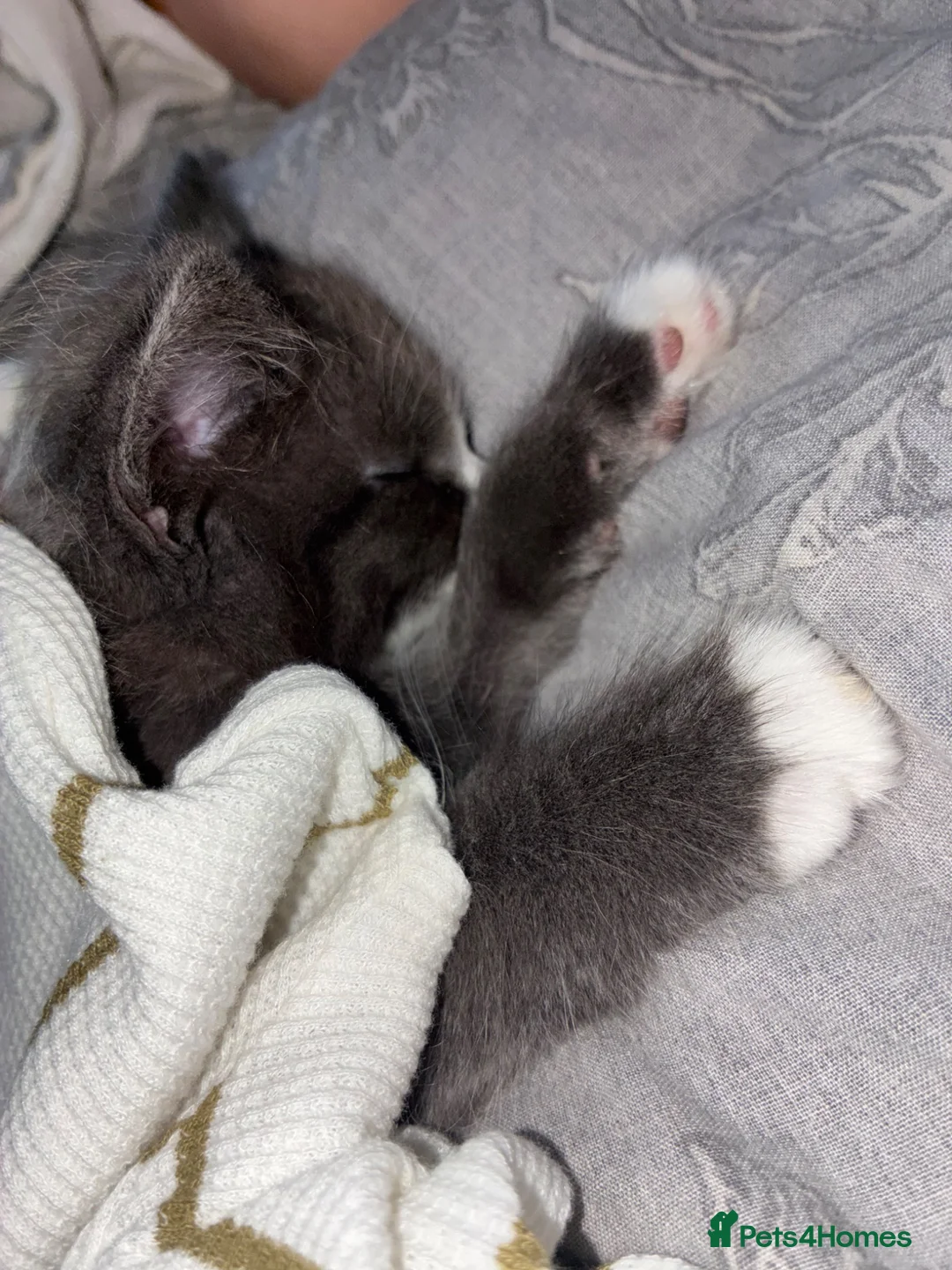 British Shorthair cats for sale: 1 fluffy grey kitten  - Advert 4
