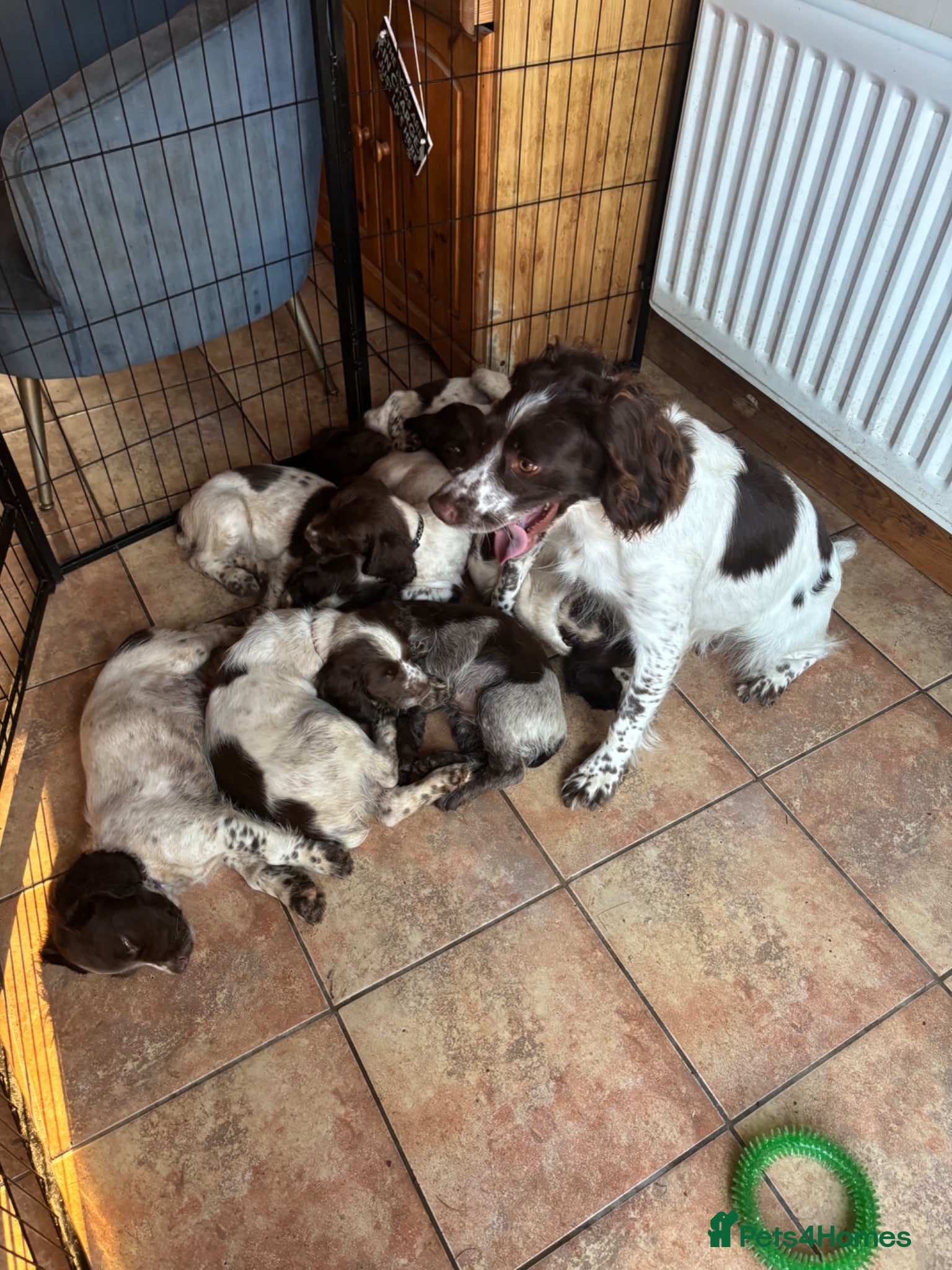 Sprocker dogs Beautiful litter of sprocker pups - Advert 1