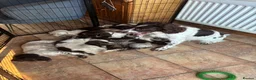 Sprocker dogs for sale: Beautiful litter of sprocker pups - Advert 1