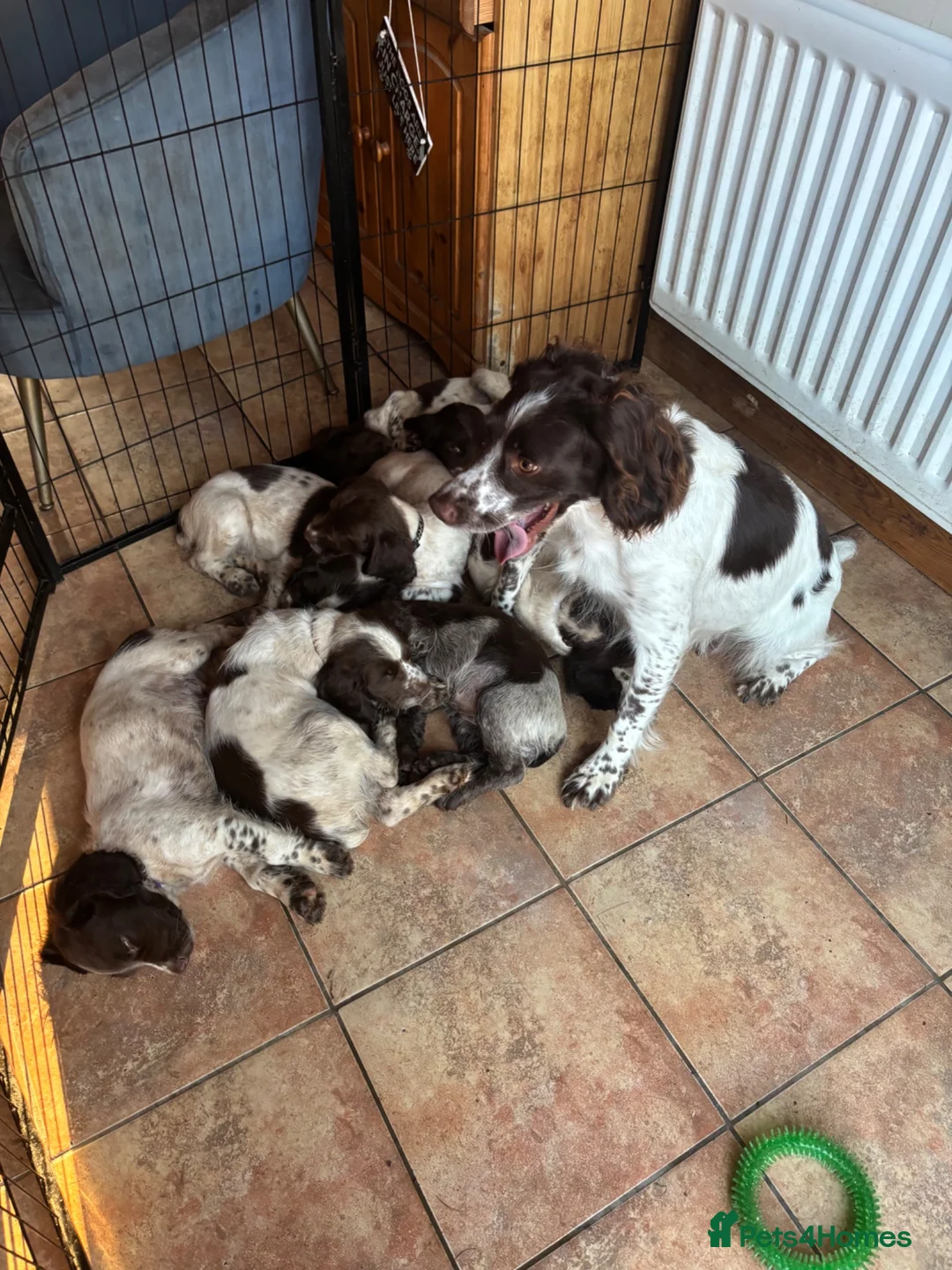 Sprocker dogs for sale: Beautiful litter of sprocker pups - Advert 1