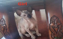 Sphynx cats for sale: Kanadian Sphynx 4 months Last One Girl in Hull - Image 2