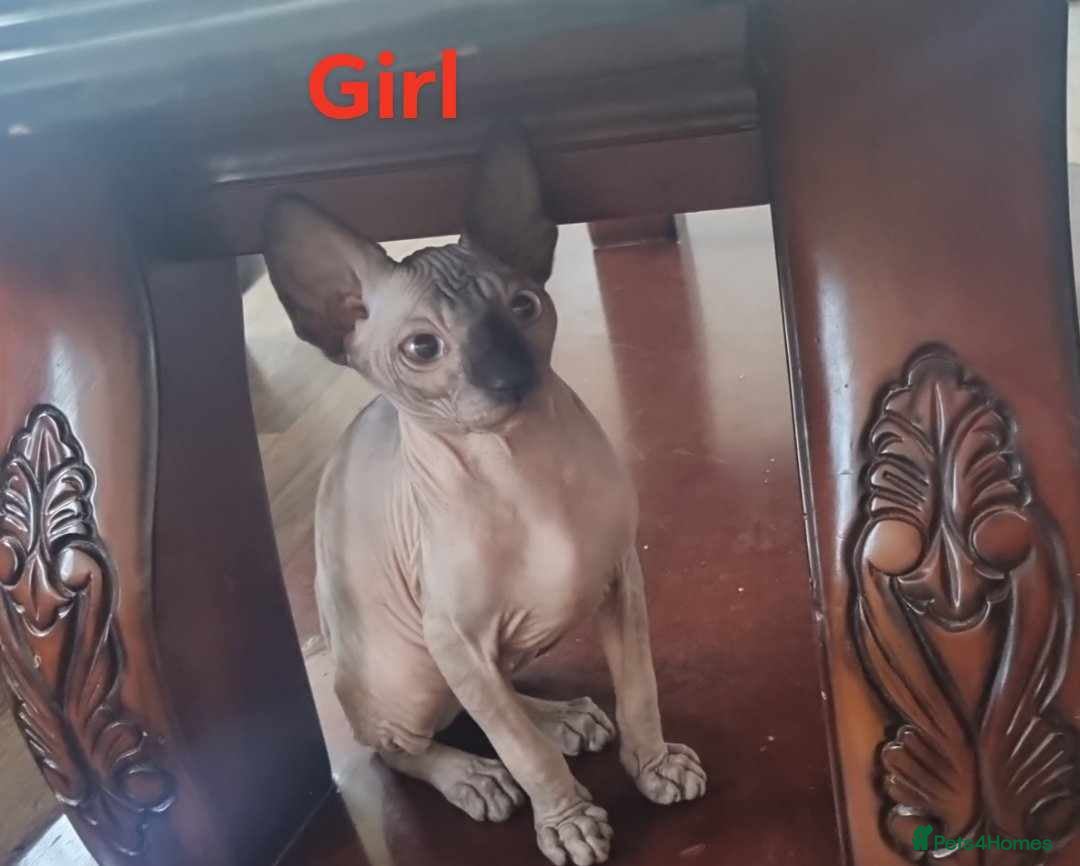 Sphynx cats for sale: Kanadian Sphynx 4 months Last One Girl in Hull - Image 2