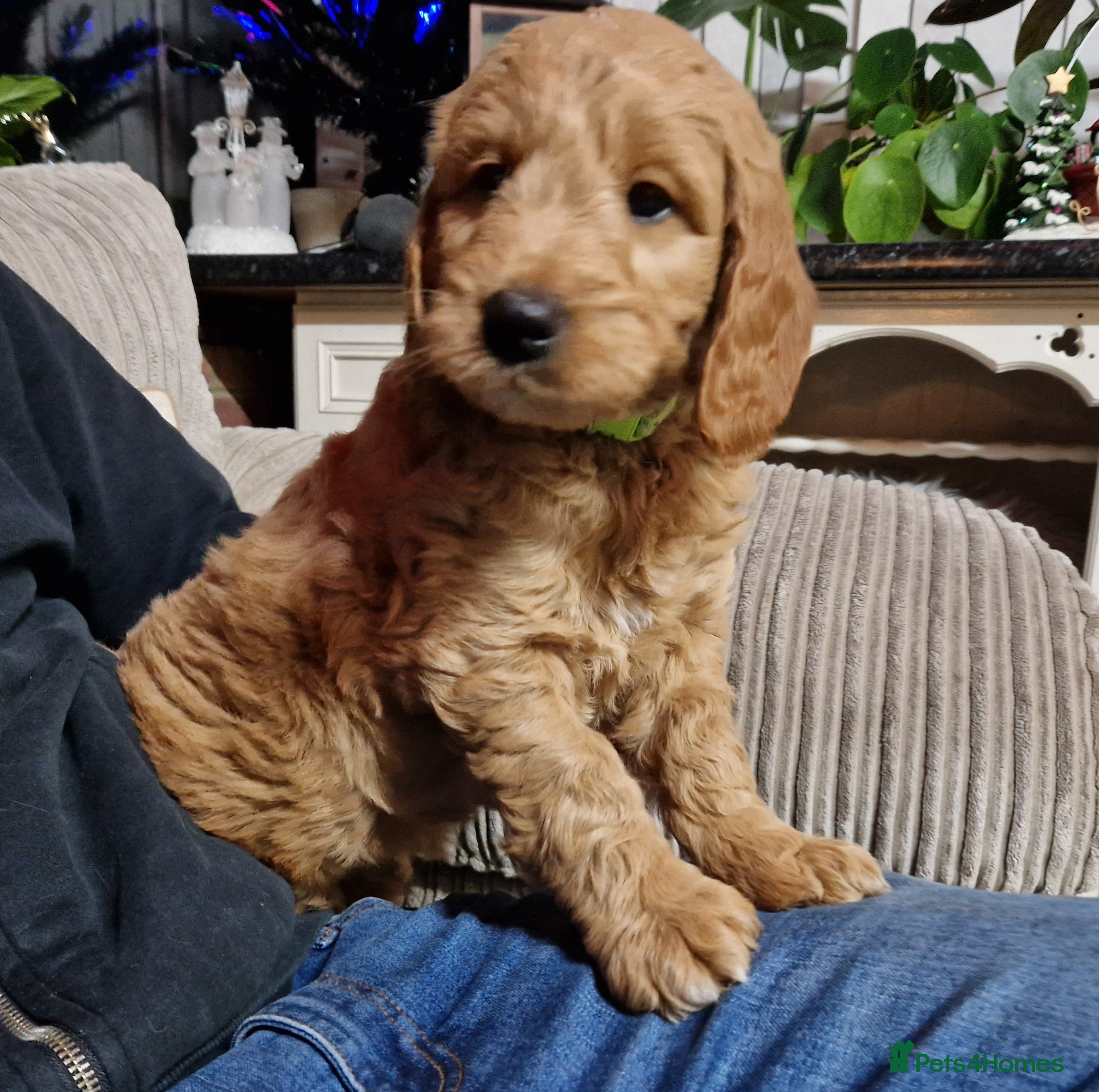 Mini Goldendoodle dogs READY NOW Miniature F1 Goldendoodle boy puppy  - Advert 2