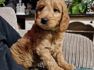 Mini Goldendoodle dogs READY NOW Miniature F1 Goldendoodle boy puppy - Advert 2