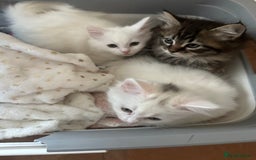 Turkish Angora cats for sale: Gorgeous fluffy Turkish angora cross kittens  - Image 13