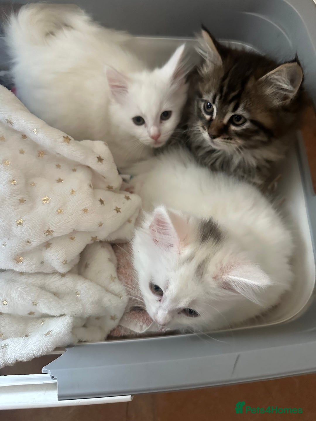 Turkish Angora cats for sale: Gorgeous fluffy Turkish angora cross kittens  - Image 13