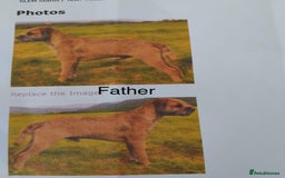 Border Terrier dogs for sale: Border terrier puppies  - Image 12