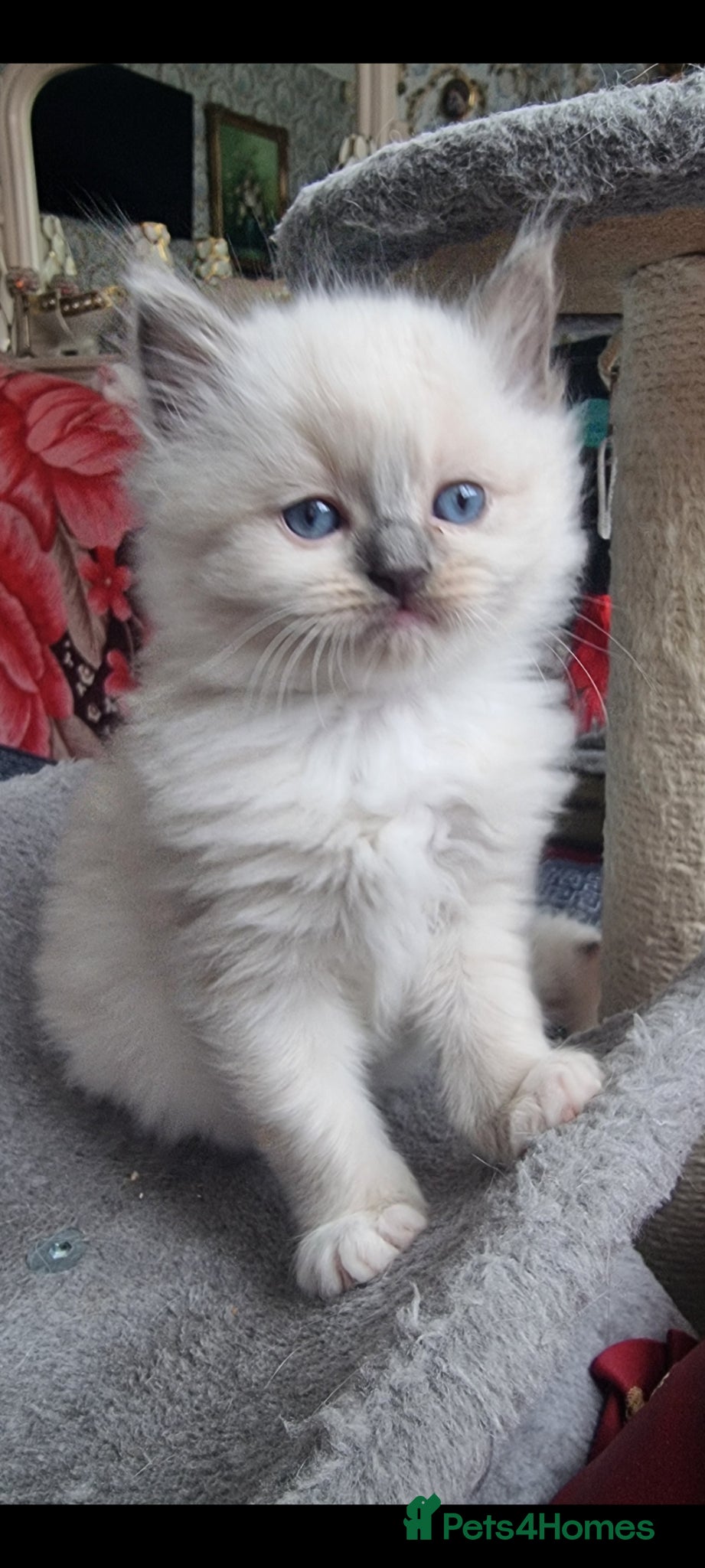 Ragdoll cats Ragdoll  - Advert 2