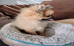 Pomeranian dogs for sale: Pom puppys with Kc reg , pedigree for sale - Image 6