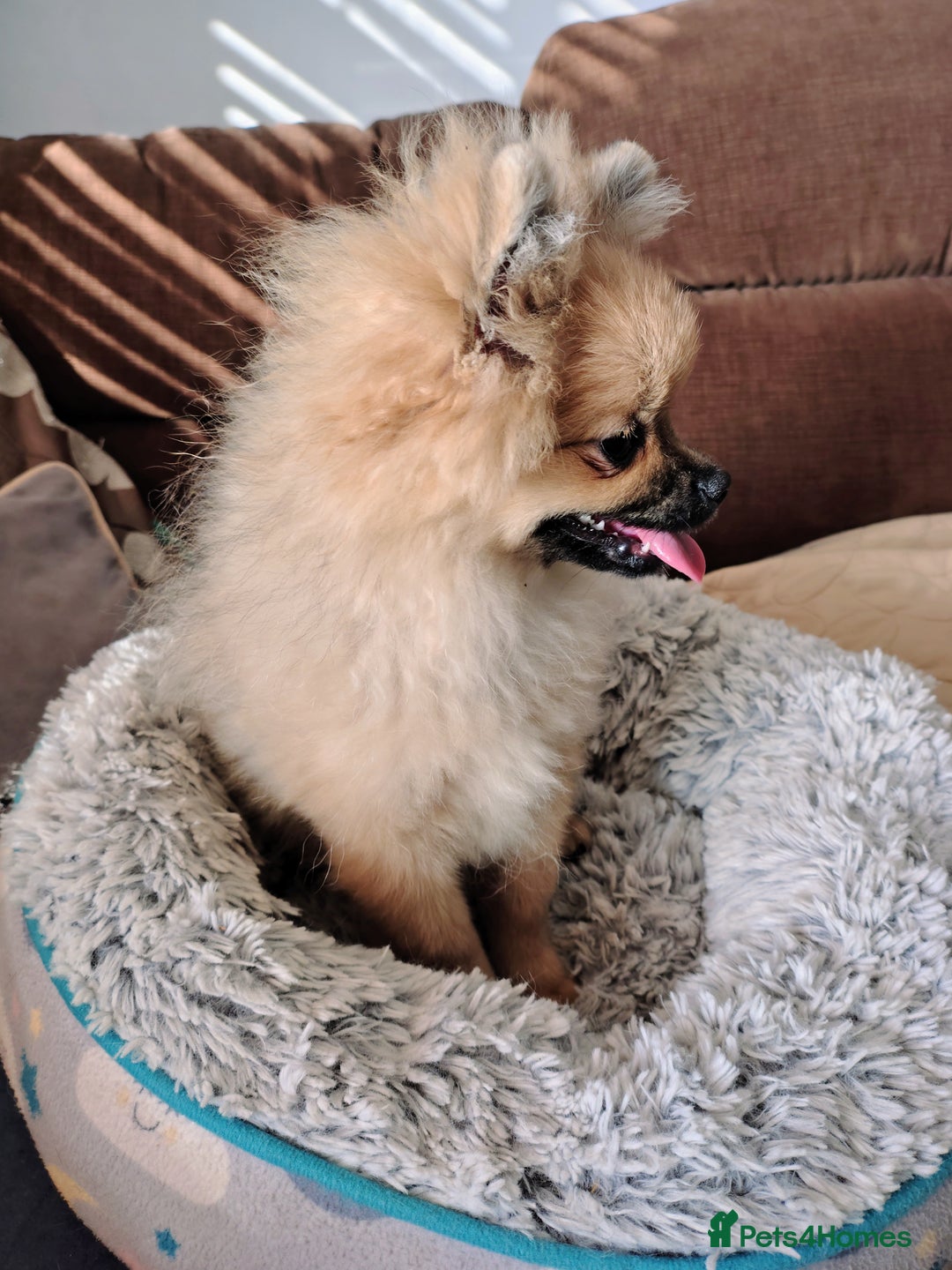 Pomeranian dogs for sale: Pom puppys with Kc reg , pedigree for sale - Image 6