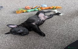 French Bulldog dogs for sale: French bulldog puppies for sale - Image 10