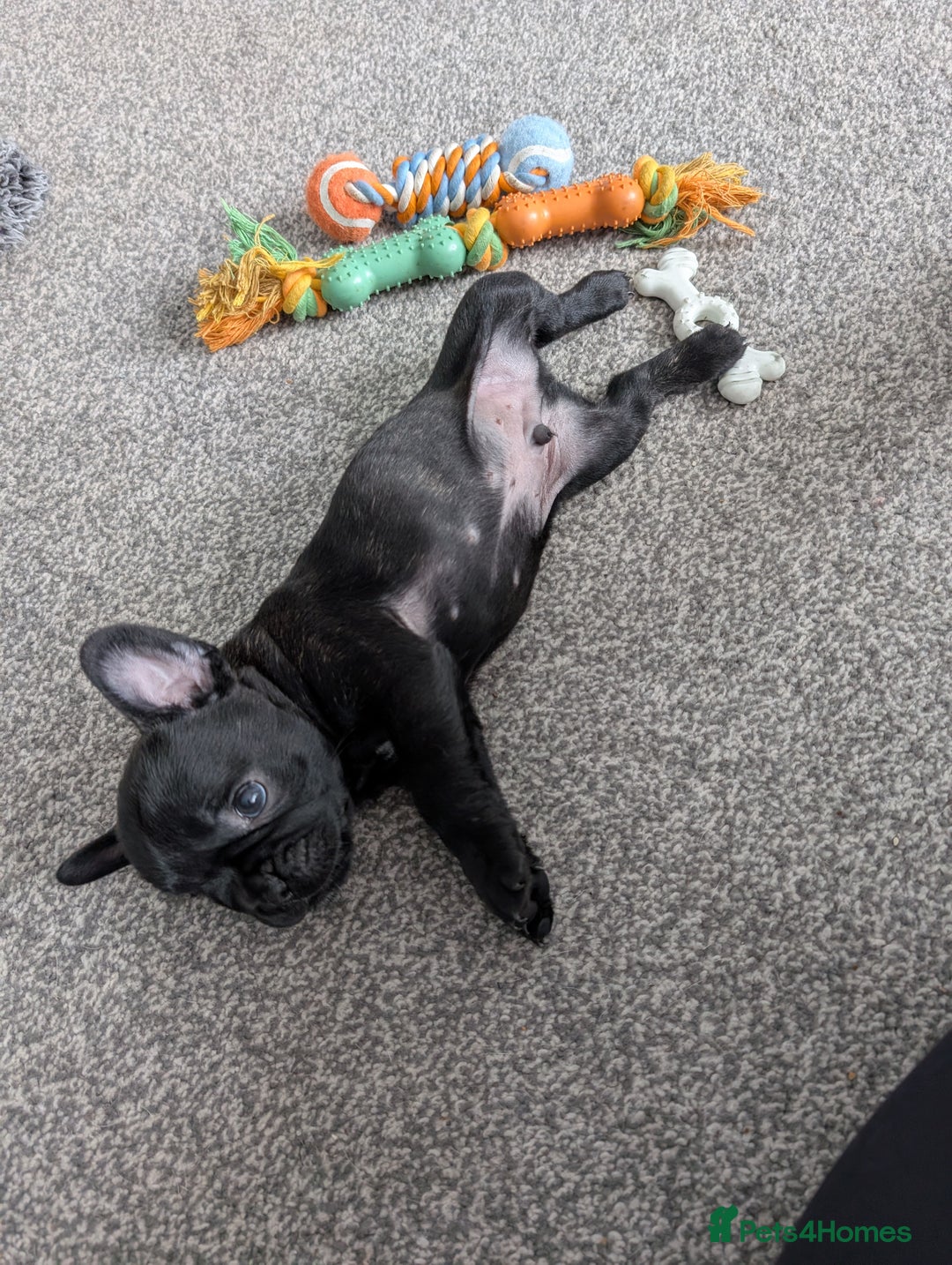 French Bulldog dogs for sale: French bulldog puppies for sale - Image 10
