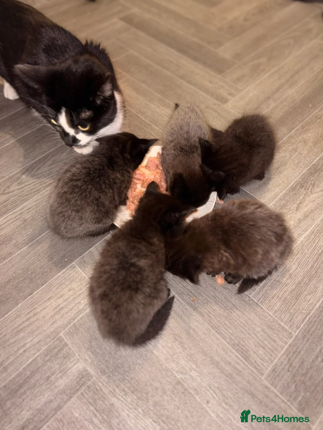 Mixed Breed cats for sale: Black and silver kittens  - Advert 2