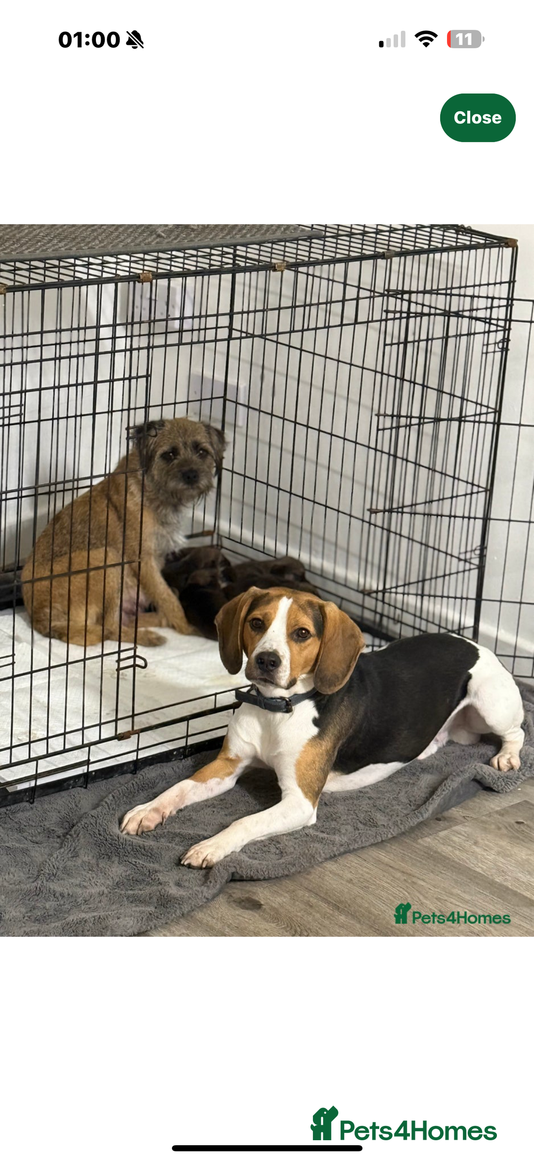 Mixed Breed dogs for sale: Borders - 2 dog pups left *reduced* - Advert 5