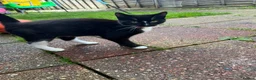 European cats for sale: Kitty european  - Advert 1