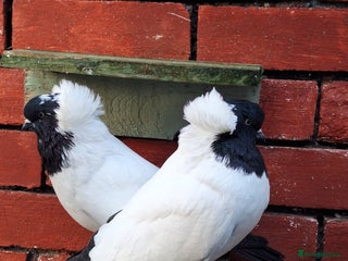 Conures birds King Madonna Pigeon for sale - Advert 4