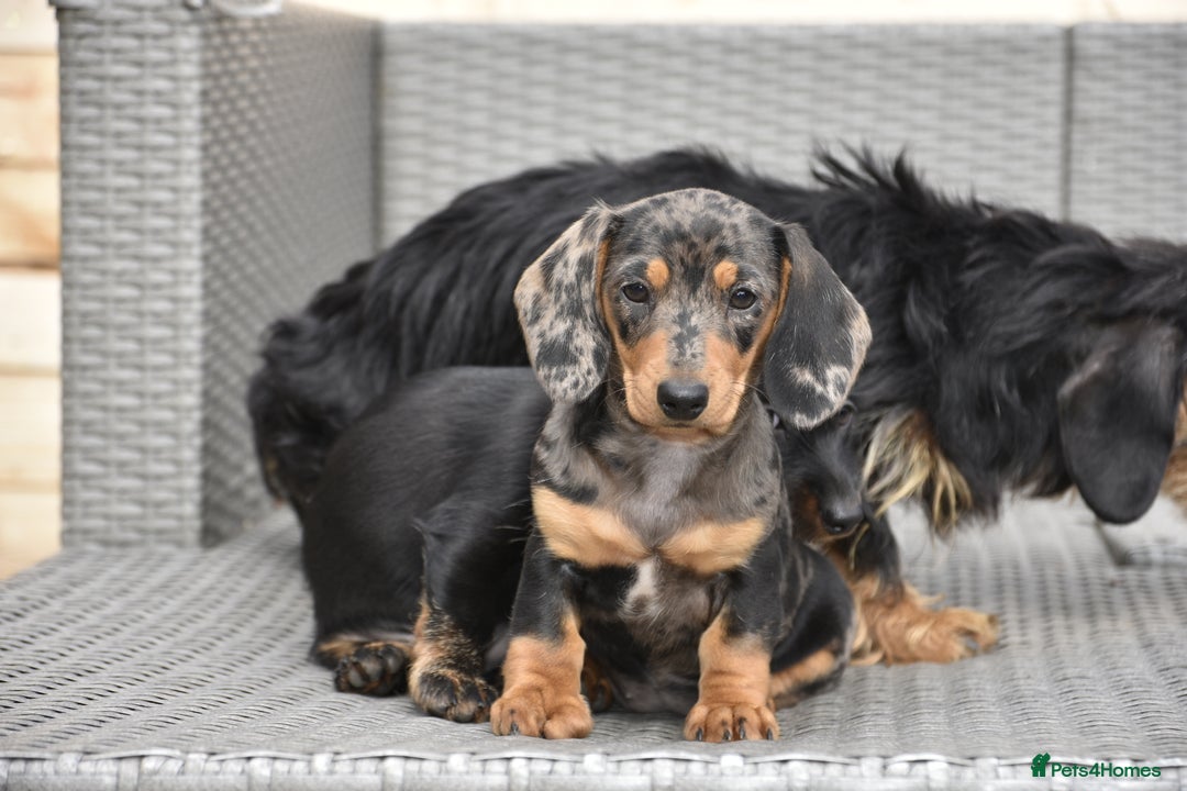 Dachshund dogs for sale: 2 dachshund pups for £750 - Image 3