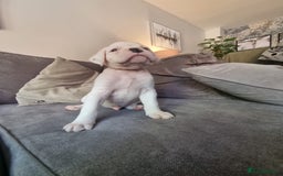 Boxer dogs for sale: KC Champion bloodline Boxer puppies  - Image 4