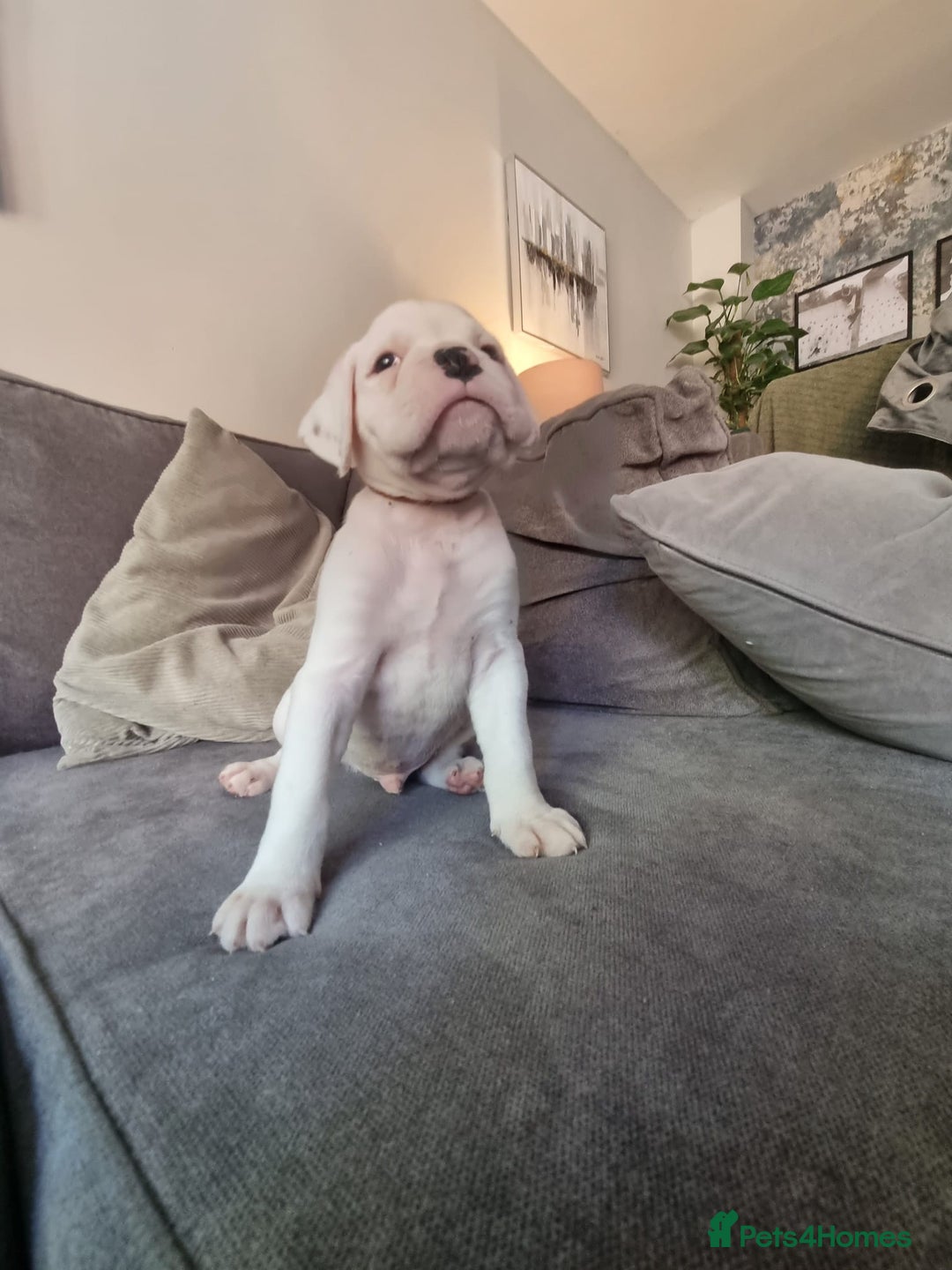 Boxer dogs for sale: KC Champion bloodline Boxer puppies  - Image 4