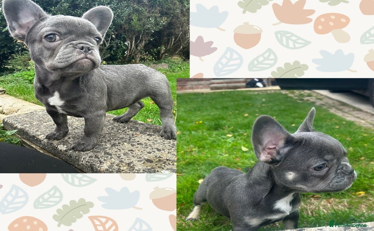 French Bulldog dogs - Advert 3