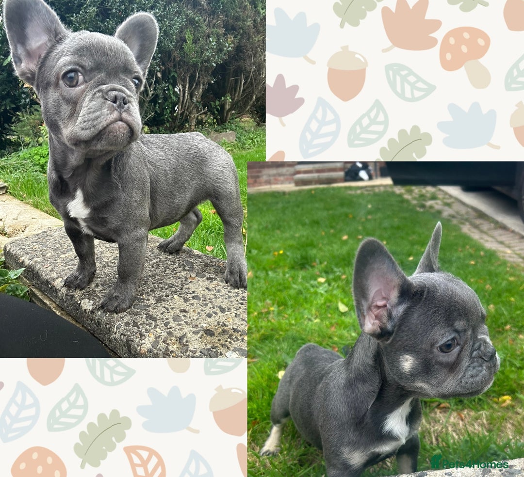 French Bulldog dogs for sale: French bulldogs 2 females remaining  - Advert 3