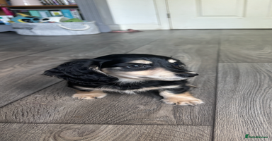 Miniature Dachshund dogs - Advert 4