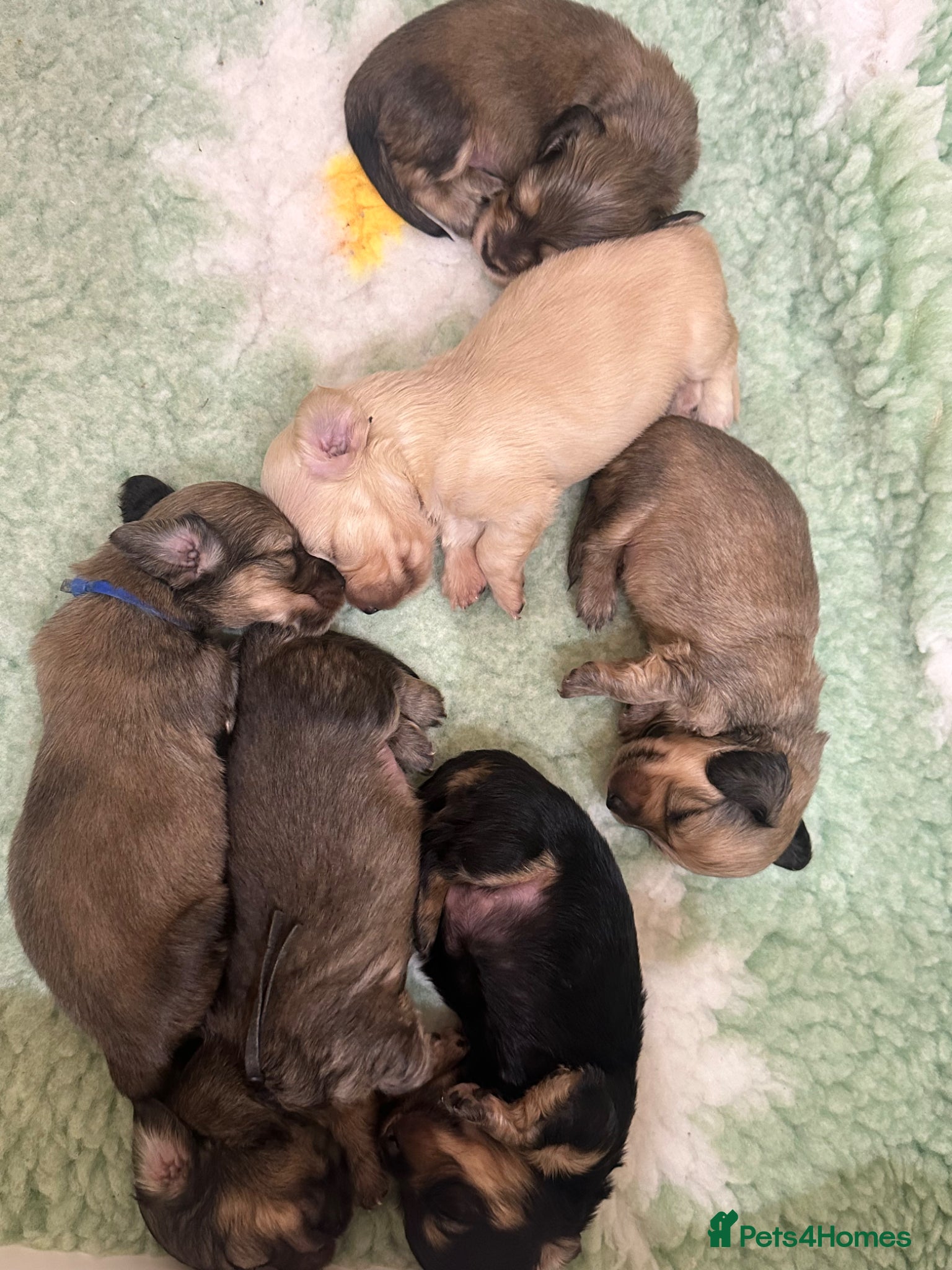 Miniature Dachshund dogs 5 star Licensed family Breeder, Cream Litter - Advert 12