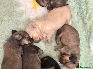 Miniature Dachshund dogs 5 star Licensed family Breeder, Cream Litter - Advert 12