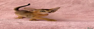 Fortuna