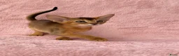 Abyssinian cats for sale: Gorgeous Abyssinian ruddy girls🤎❤️ - Advert 31