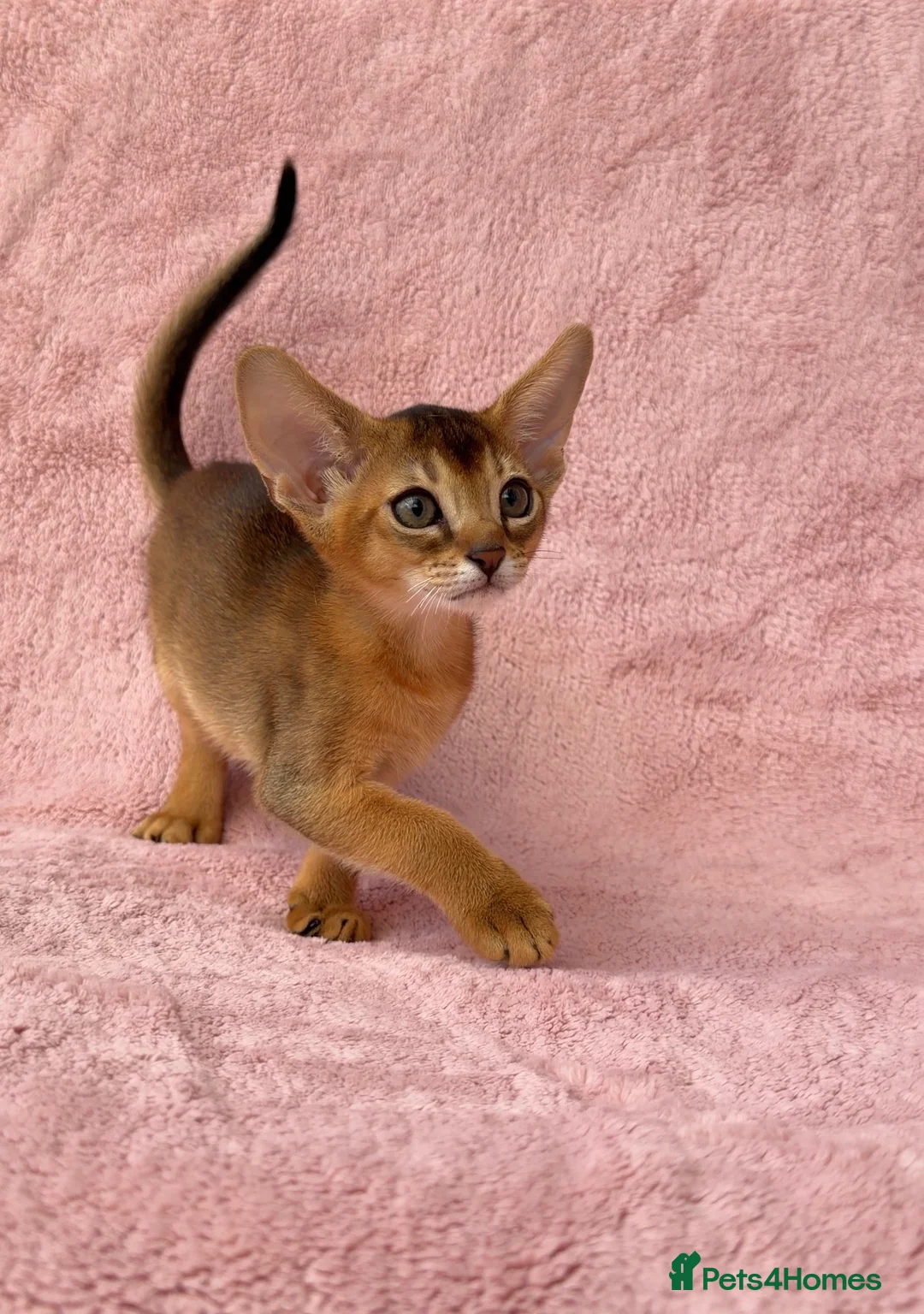 Abyssinian cats for sale: Gorgeous Abyssinian ruddy girls🤎❤️ - Advert 23