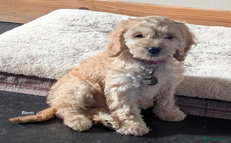 Cockapoo dogs - Advert 13