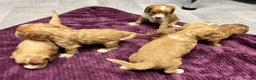 Cockapoo dogs for sale: Beautiful cockapoos in Axbridge - Advert 10