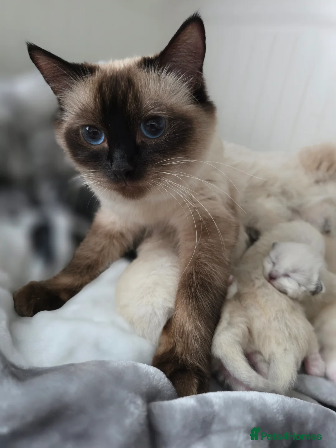 Ragdoll cats for sale:  Ragdoll Kittens♥️Reservation Open! 🐱❣️ - Advert 2