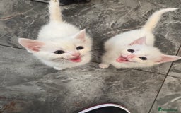 Turkish Angora cats for sale: Turkish angora  - Image 3